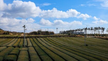 Photo Agrivoltaics