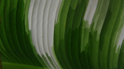 Photo Green Certifications