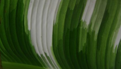 Photo Green Certifications