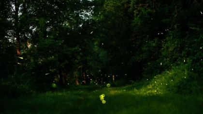 Photo Bioluminescent Lighting