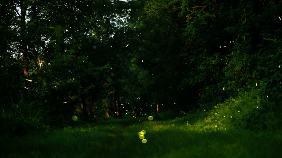 Photo Bioluminescent Lighting