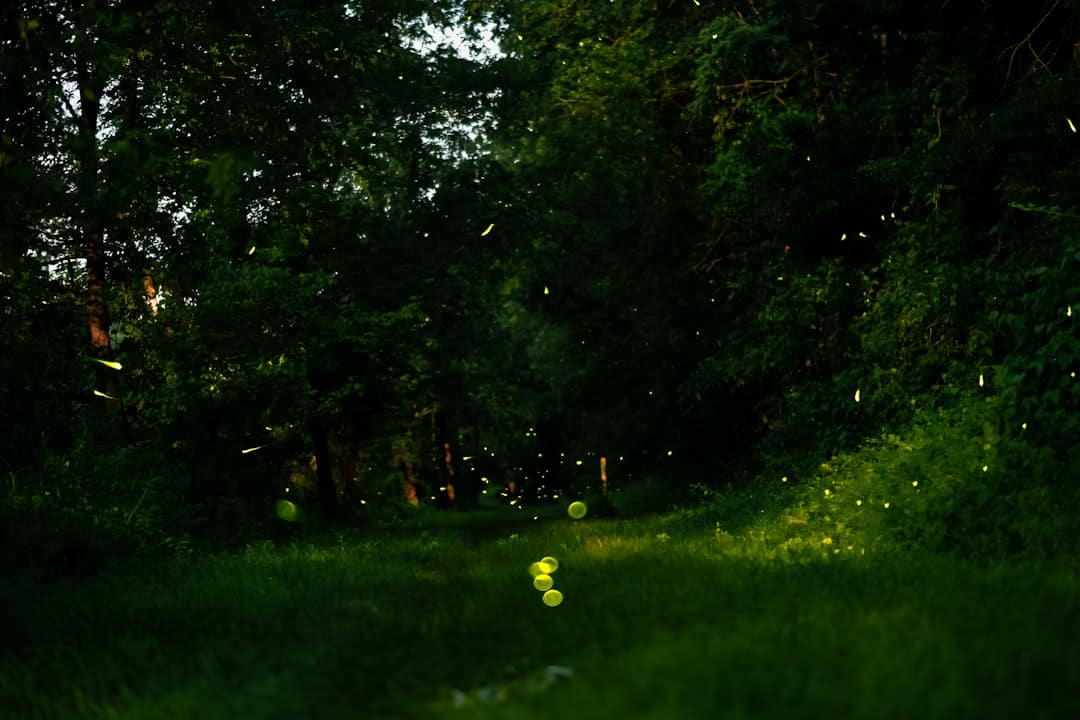 Photo Bioluminescent Lighting