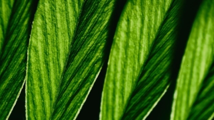 Photo Green Financial Products