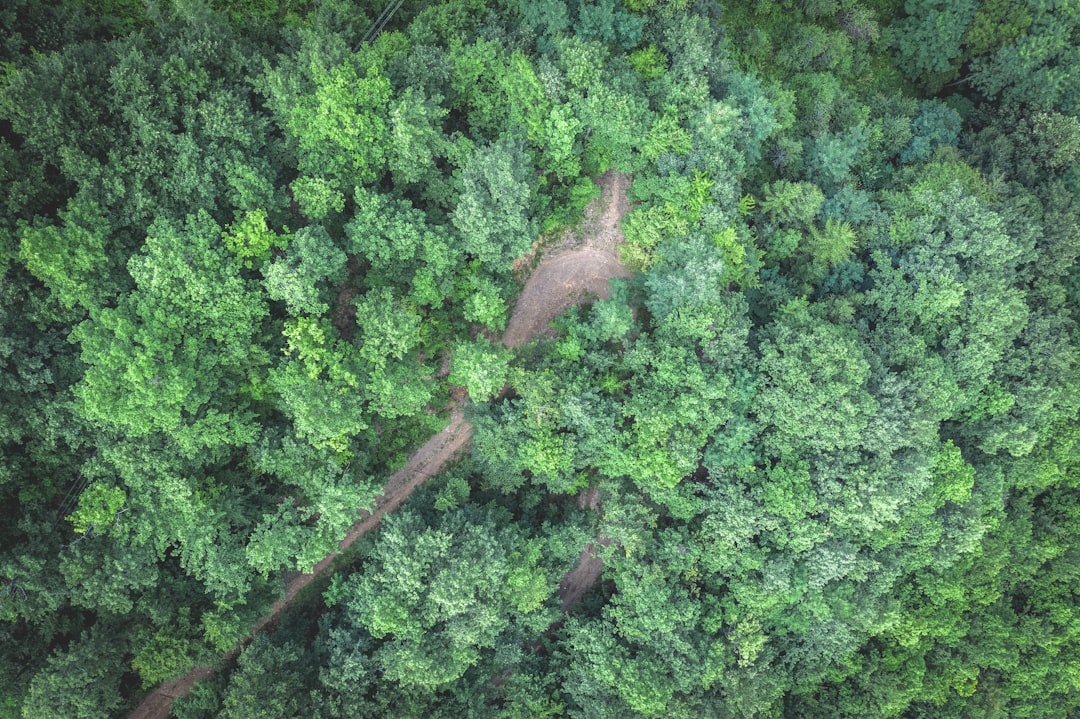 Photo Drones for Reforestation