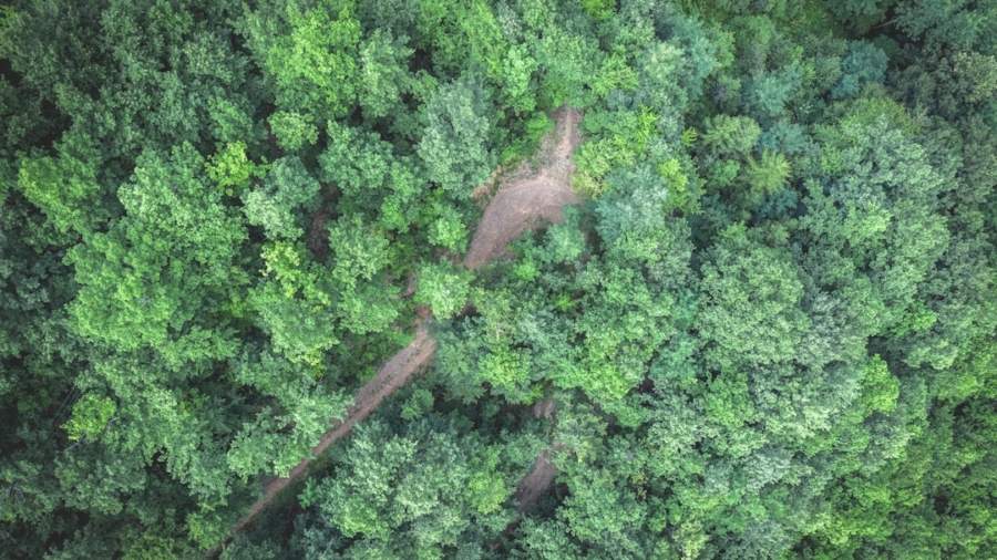 Photo Drones for Reforestation