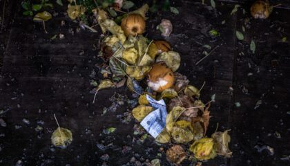 Photo Food Waste