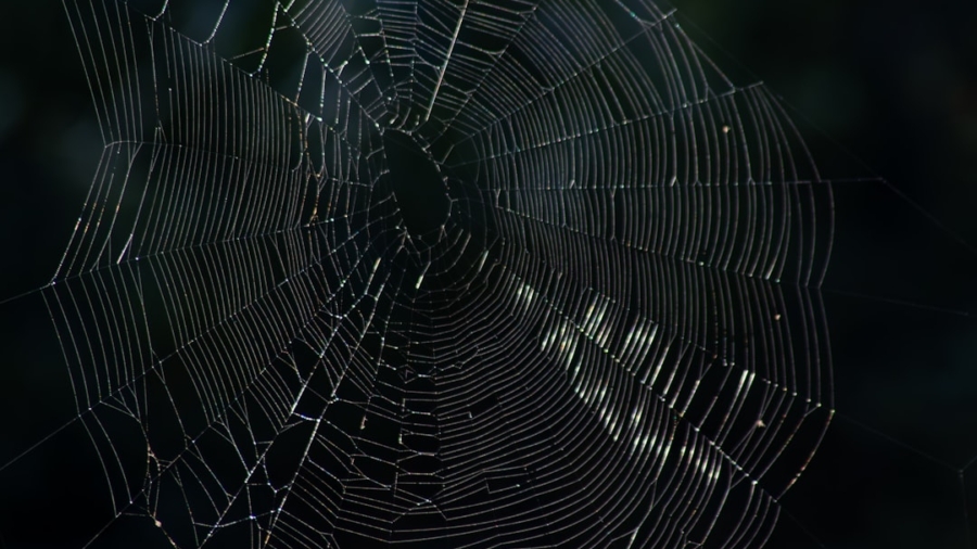 Photo Dark Web Monitoring