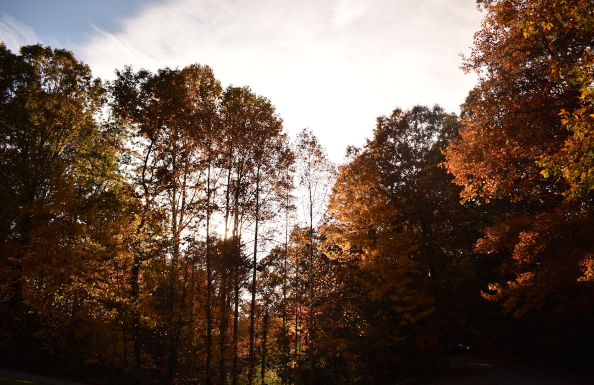 Photo Vertical Forests