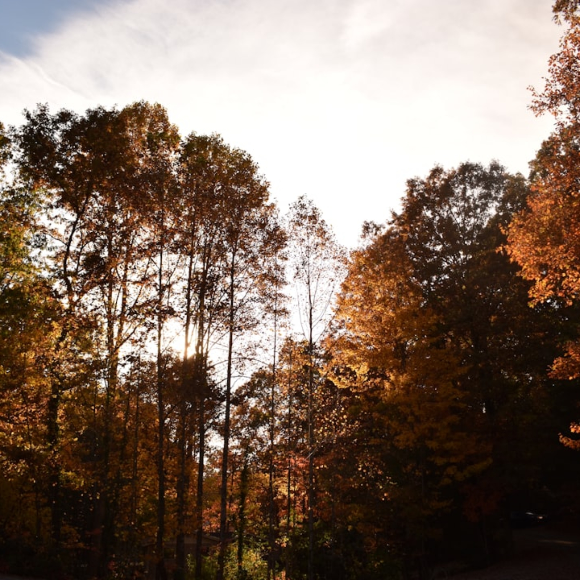 Photo Vertical Forests