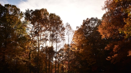 Photo Vertical Forests