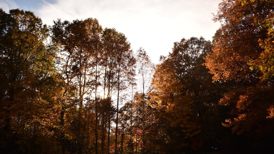 Photo Vertical Forests