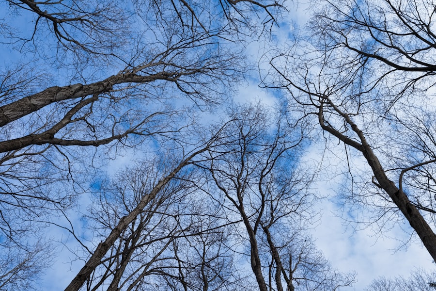 Photo Vertical Forests