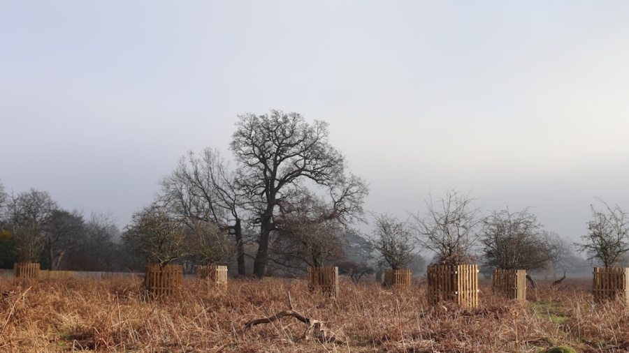 Photo Reforestation
