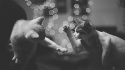 Photo Self-Healing Code