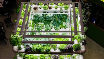 Photo Vertical Farming