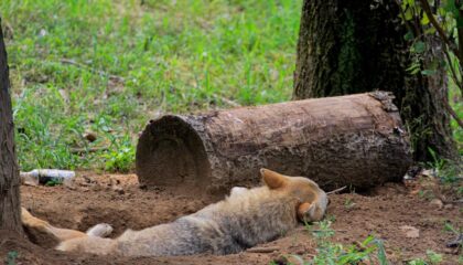 Photo Human Hibernation