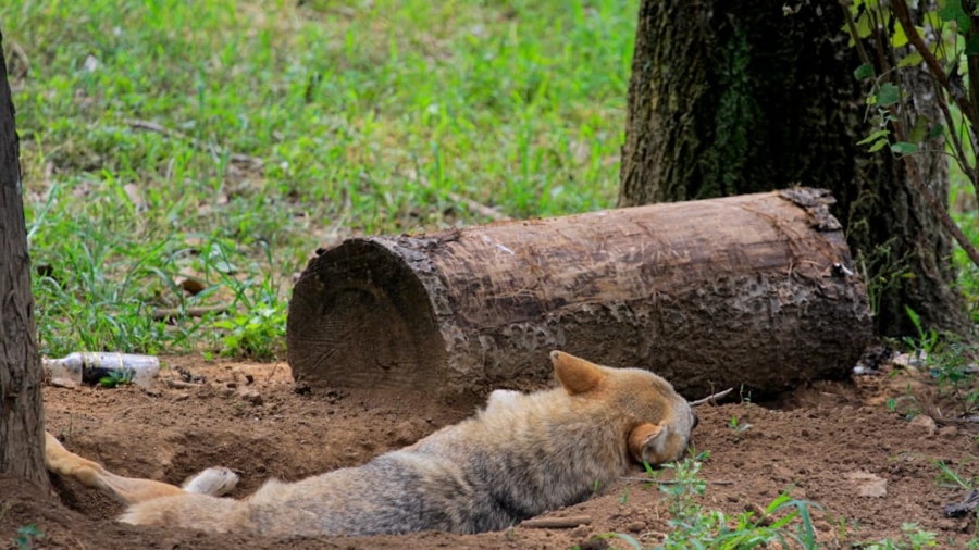 Photo Human Hibernation