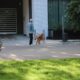 Photo Robotic Security Dogs