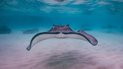 Photo Underwater Inspection Drones
