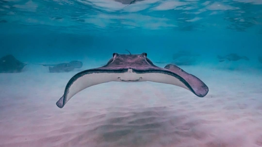 Photo Underwater Inspection Drones