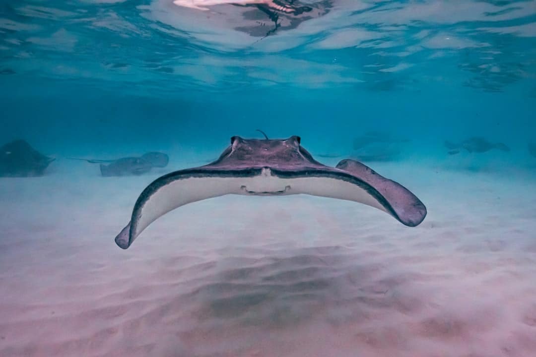 Photo Underwater Inspection Drones