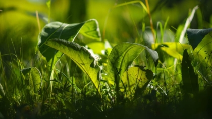 Photo Sustainability of IoT