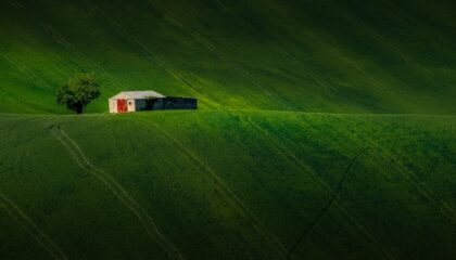 Photo Agriculture AI