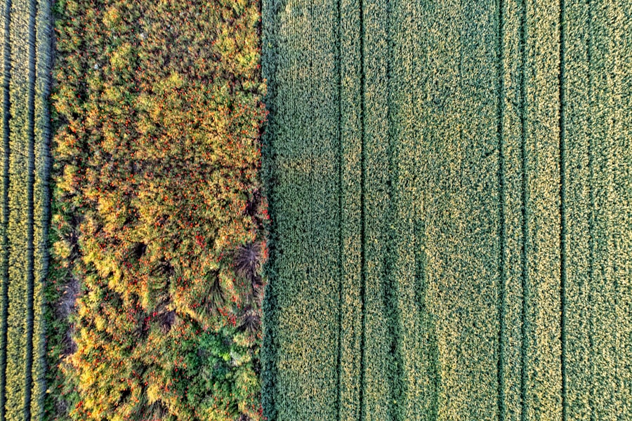 Photo Agriculture AI