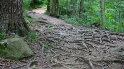 Photo Personalized Learning Paths