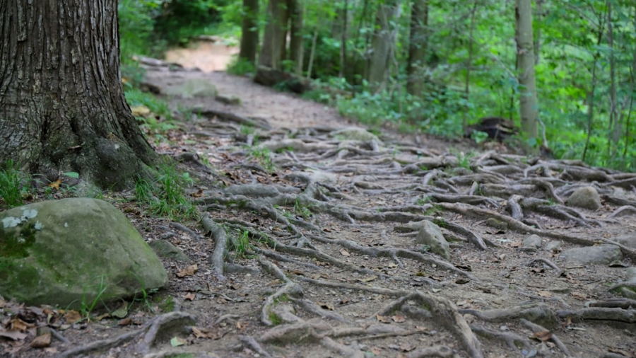 Photo Personalized Learning Paths