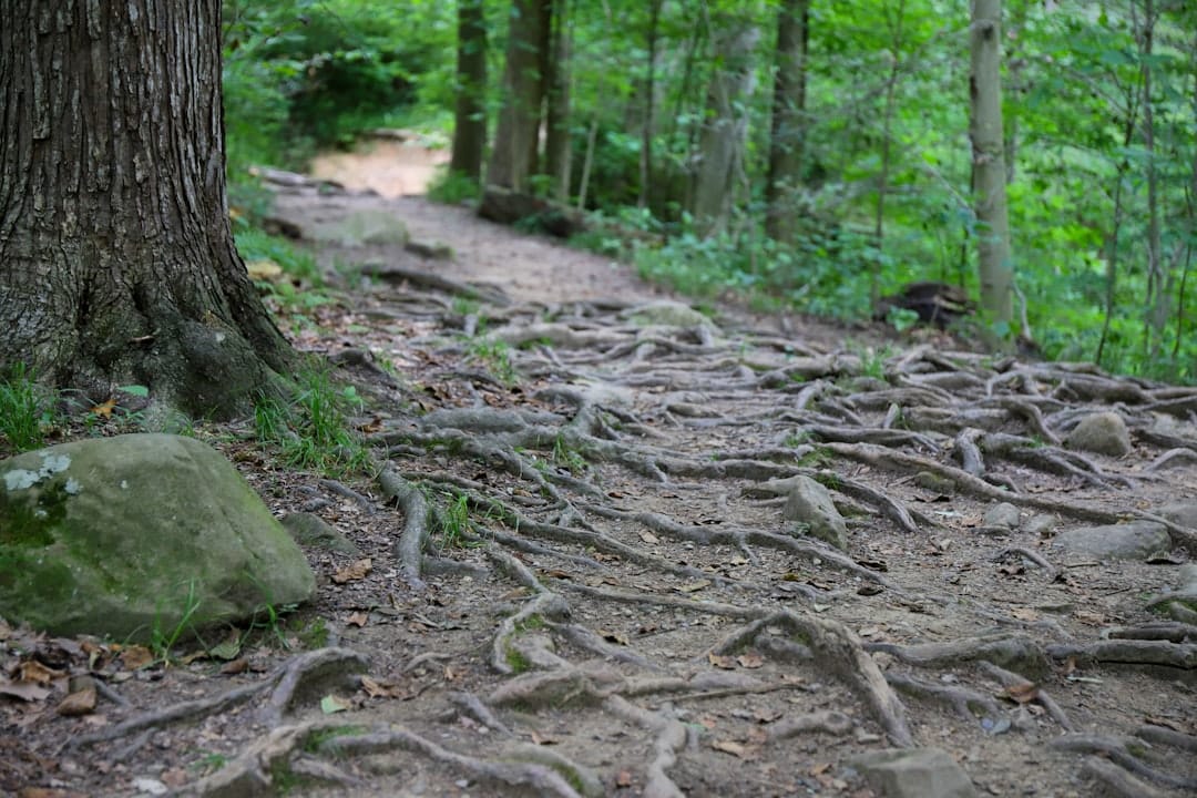 Photo Personalized Learning Paths