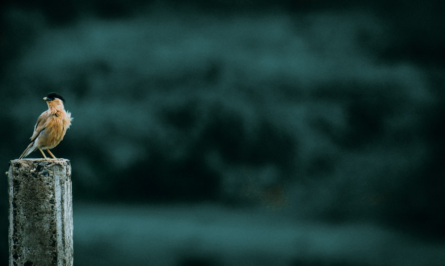 Subscription Models for Education