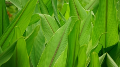 Photo Biofuel