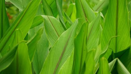 Photo Biofuel