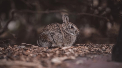 Photo Rabbit R1