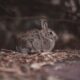 Photo Rabbit R1