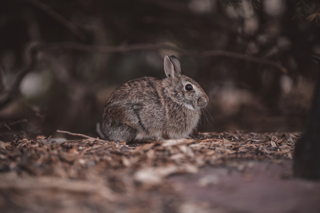 Photo Rabbit R1
