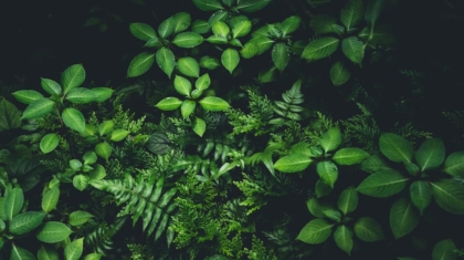 Photo Green IT Practices