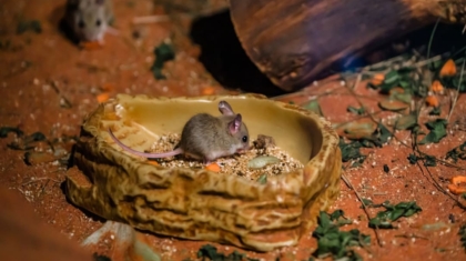 Photo Trackball Mice