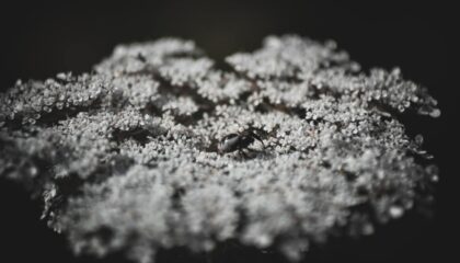 Photo Bio-Inspired Materials