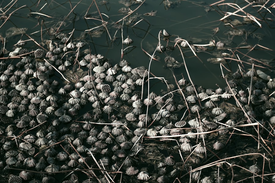 Photo Bio-Inspired Materials