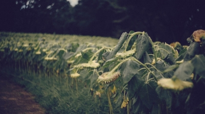 Photo Yield Farming