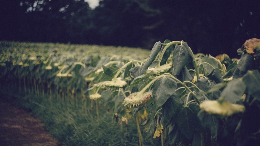 Photo Yield Farming