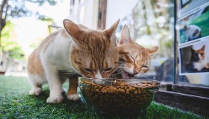 Photo Smart Pet Feeders