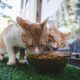 Photo Smart Pet Feeders