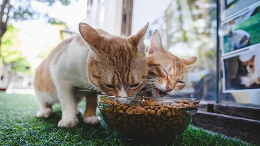 Photo Smart Pet Feeders