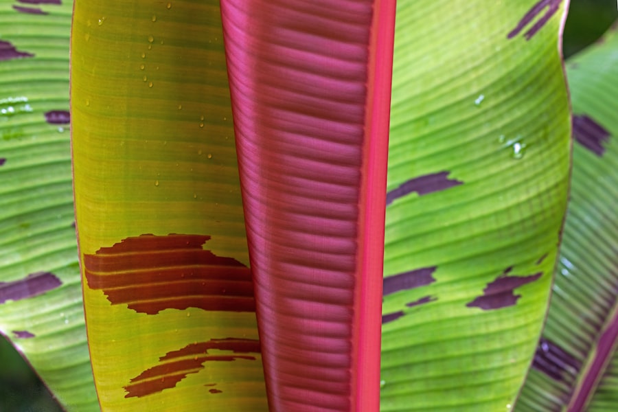 Photo Stripe vs Paddle