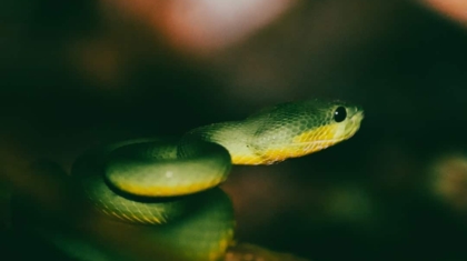 Photo Python and Go