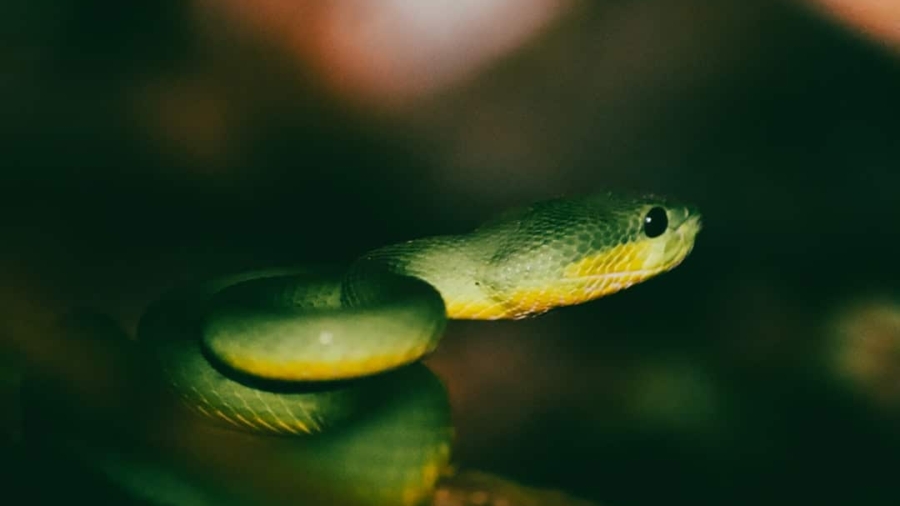 Photo Python and Go