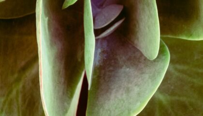 Photo Biomimicry